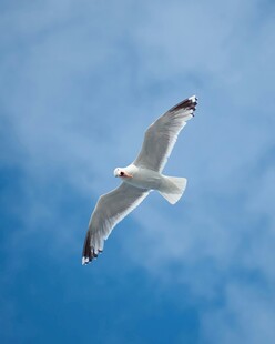 蓝天中翱翔的白色海鸥