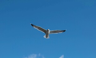 蓝天中翱翔的海鸥