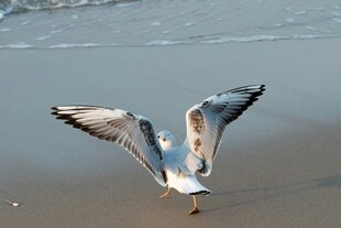海鸥展翅于沙滩之上