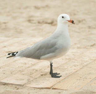 沙滩上的单只海鸥