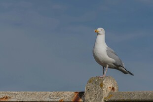 海鸥立于栏杆上
