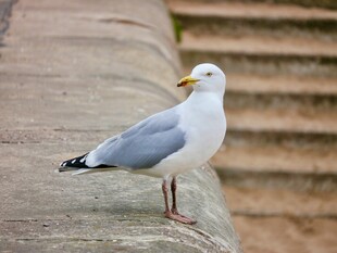 石上静立的海鸥