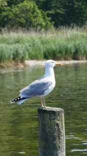 海鸥立于木桩眺望水面