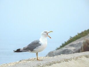 海边张嘴鸣叫的海鸥