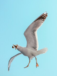 蓝天中展翅飞翔的海鸥