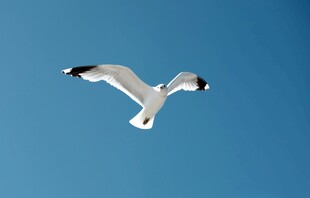 蓝天中翱翔的海鸥