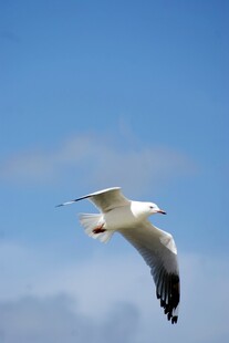 蓝天中翱翔的白色海鸥