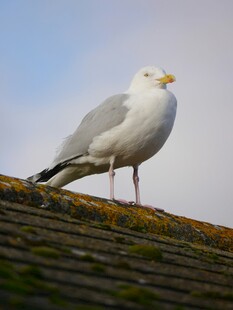 屋顶上的海鸥