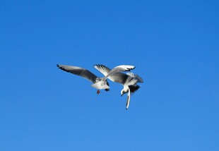 蓝天中飞翔的两只海鸥
