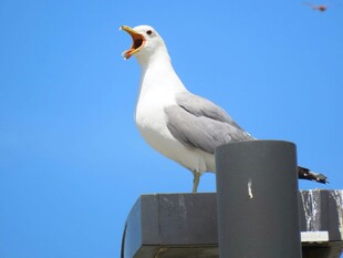 海鸥立于杆上张嘴鸣叫