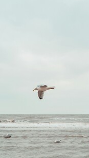 海鸟翱翔于海面