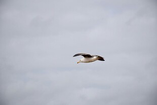 天空中飞翔的一只鸟儿