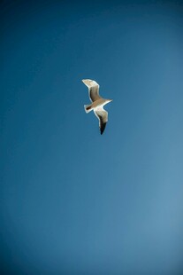 蓝天中翱翔的白色飞鸟