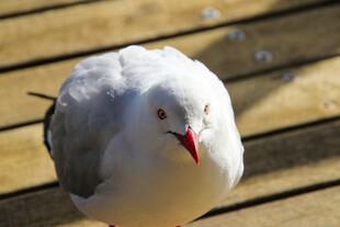 木台上的白灰相间海鸥