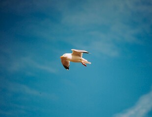 蓝天中翱翔的白色飞鸟