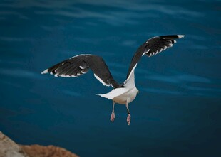 海鸥展翅于蓝色海面