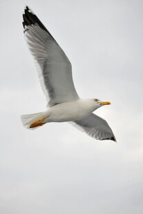 翱翔天际的海鸥