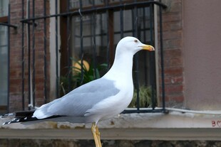 窗边站立的灰白海鸥