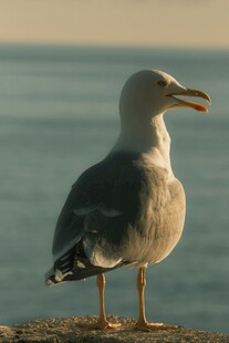 海边站立的海鸥