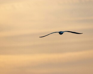 夕阳下翱翔的飞鸟