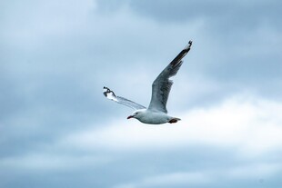 翱翔天际的海鸥