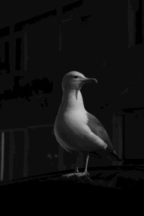 黑白海鸥立于建筑旁