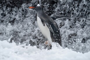 雪地中的黑白企鹅