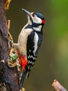 啄木鸟栖息树干瞬间