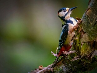 啄木鸟栖息树干瞬间
