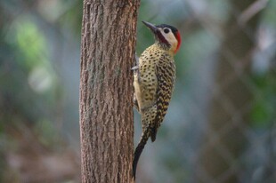 树干上的啄木鸟
