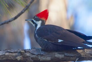 红冠啄木鸟栖息于枝头