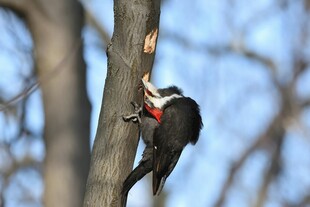 啄木鸟攀于树干