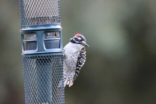 啄木鸟立于金属围栏上