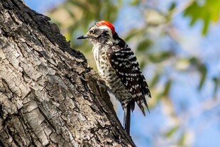 树干上的啄木鸟