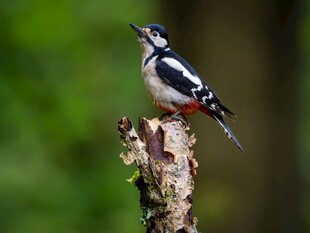 啄木鸟立于枝头
