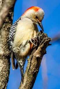 红顶啄木鸟栖息枝头