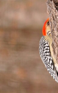 啄木鸟栖息树干特写