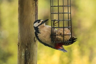 啄木鸟在喂食器进食