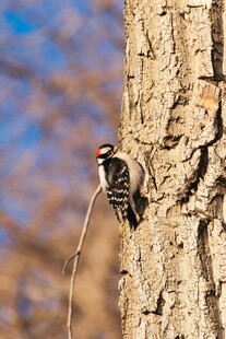 树干上的啄木鸟