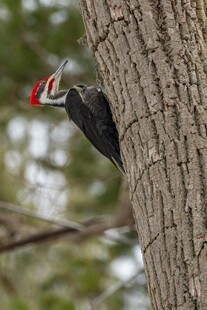 啄木鸟栖息树干瞬间