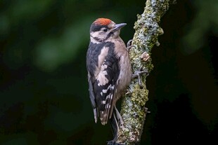 啄木鸟栖息于长满苔藓的树枝