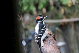 树干上的啄木鸟