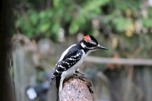 啄木鸟立于树桩上