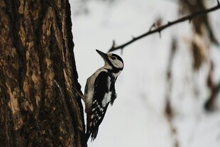 树干上的啄木鸟
