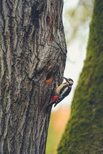 啄木鸟于树干专注啄木