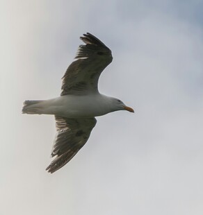 翱翔天际的海鸥