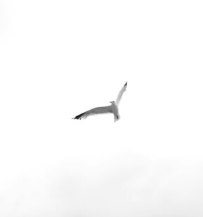 天空中翱翔的一只飞鸟