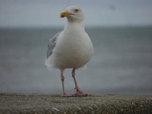 海边站立的白色海鸥