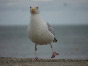 单脚站立的海边海鸥
