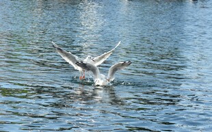 海鸥于水面展翅瞬间